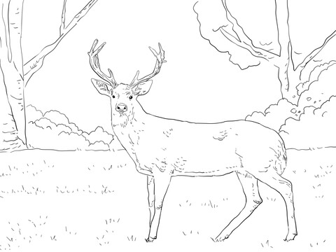 White Tailed Deer Coloring Page